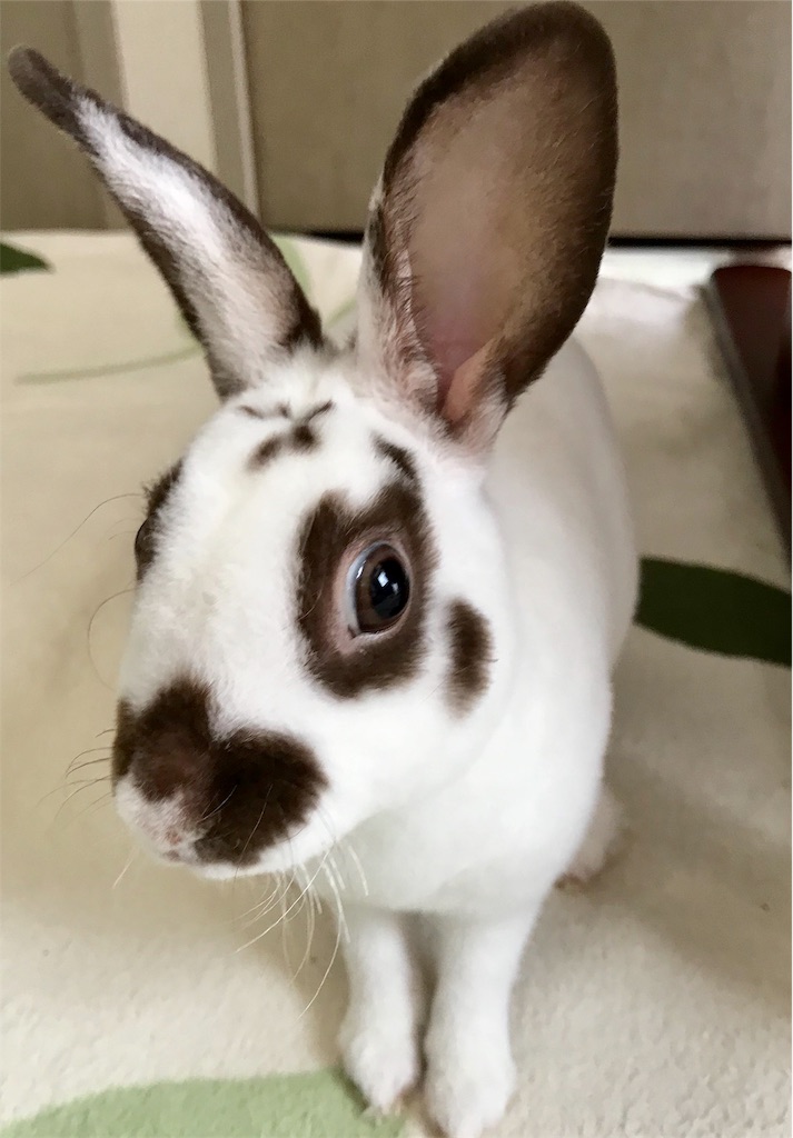 f:id:imsdJava:20190624104650j:image