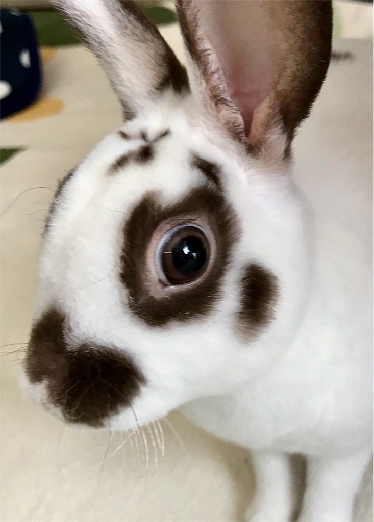 f:id:imsdJava:20190624104718j:image