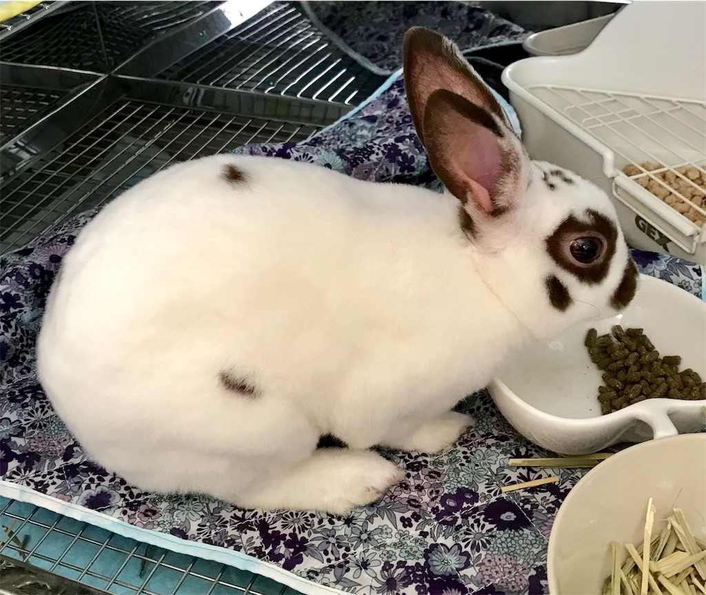 f:id:imsdJava:20190625093607j:image