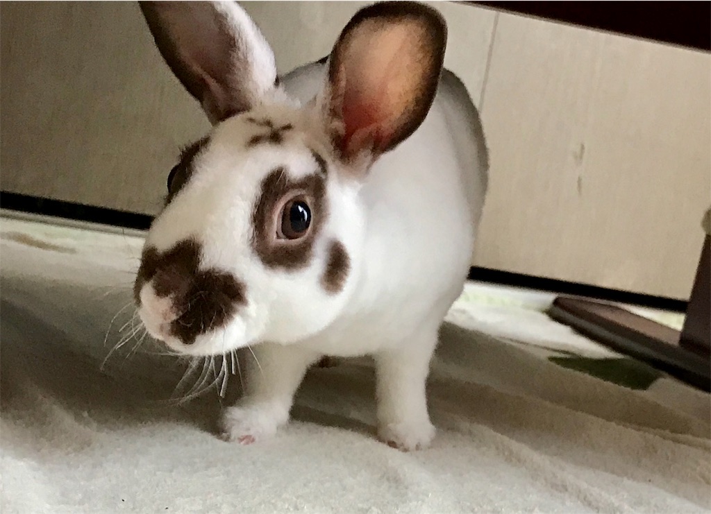 f:id:imsdJava:20190627153059j:image