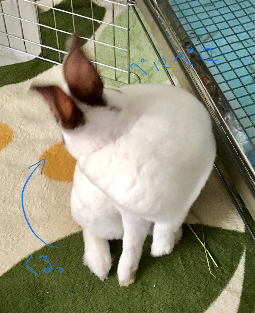 f:id:imsdJava:20190628173934j:image