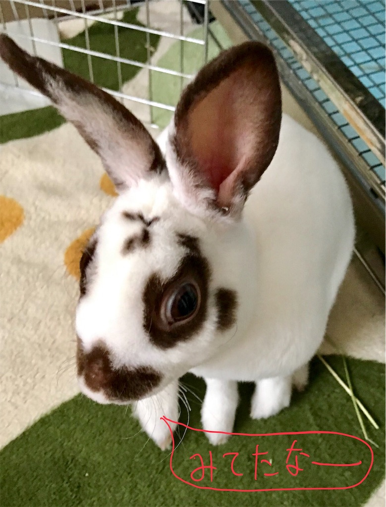 f:id:imsdJava:20190628174015j:image