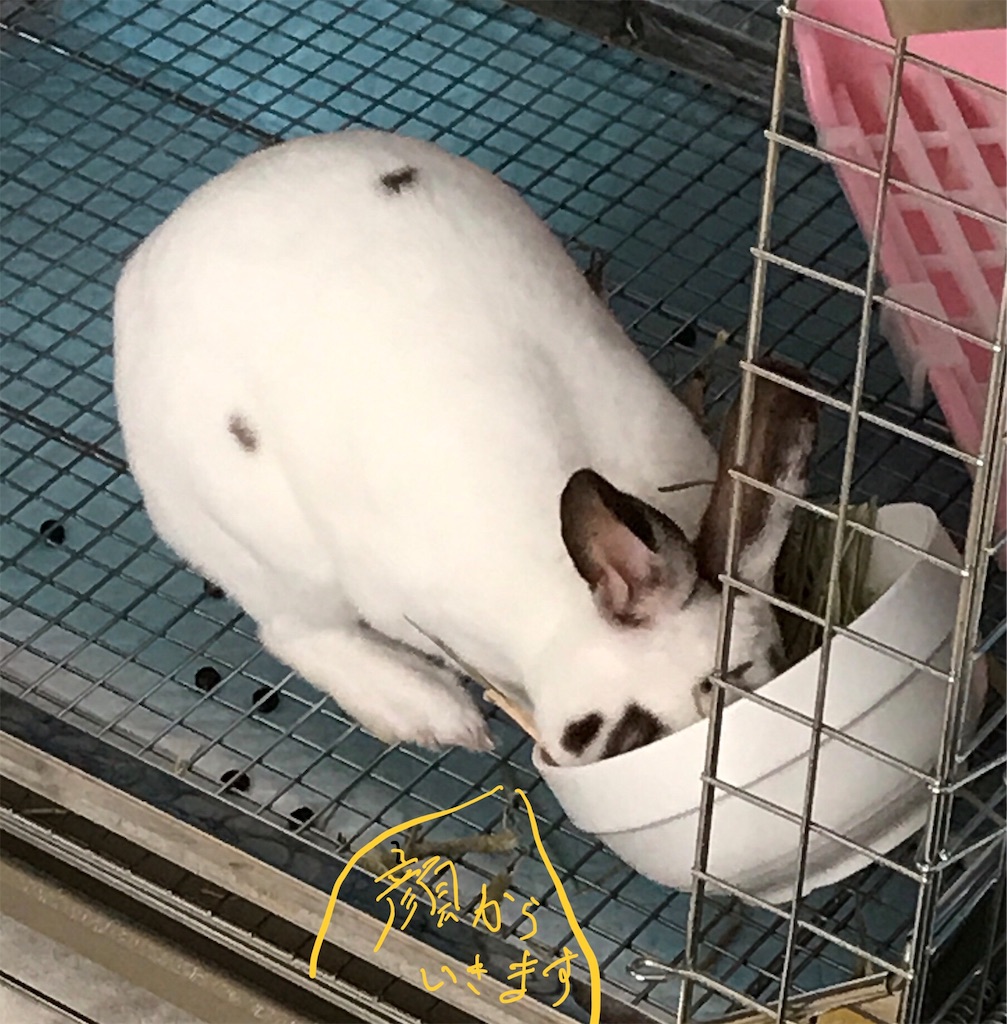 f:id:imsdJava:20190704184708j:image