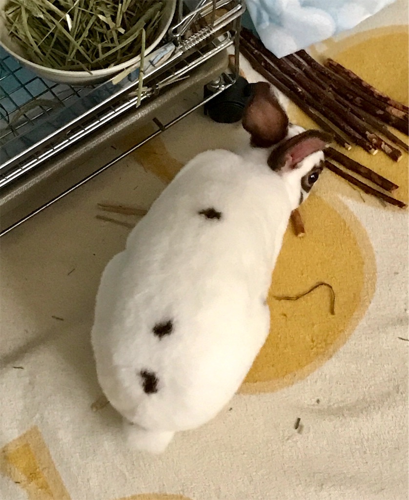 f:id:imsdJava:20190708173900j:image