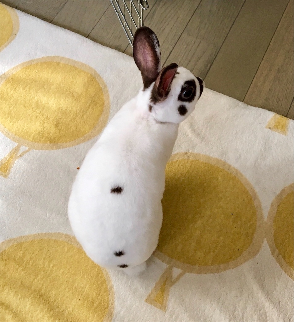 f:id:imsdJava:20190807083420j:image