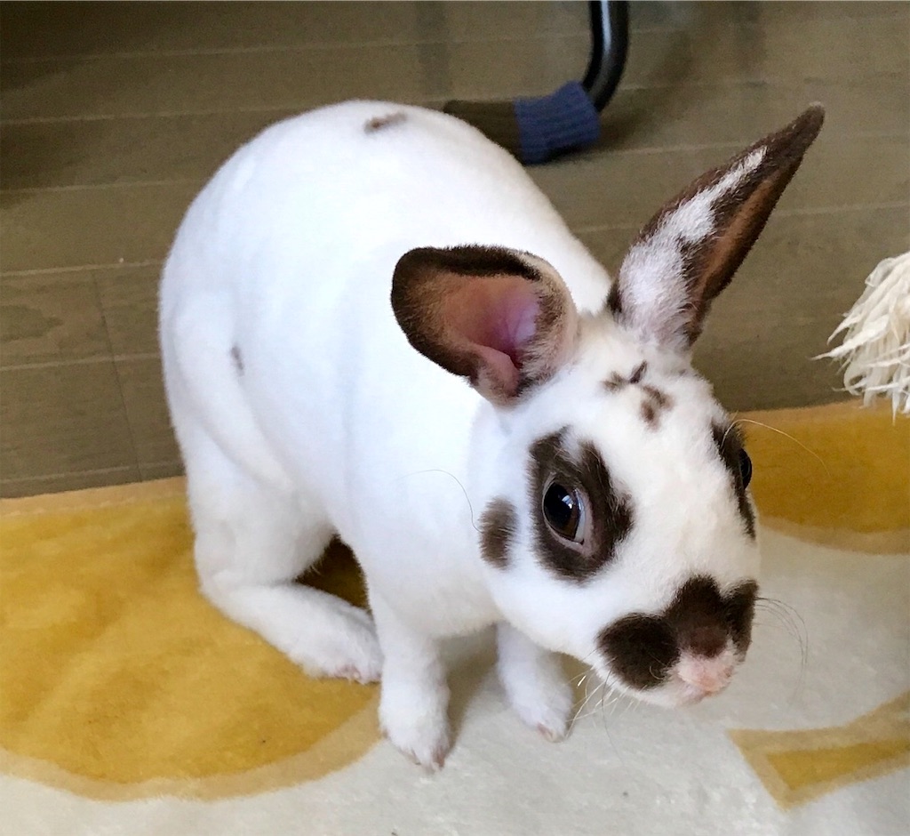 f:id:imsdJava:20190807083446j:image