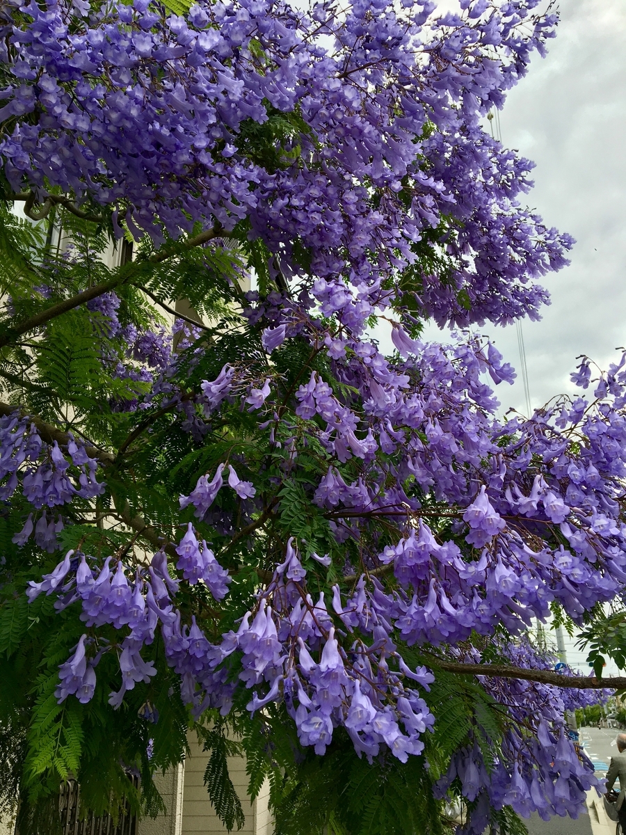 f:id:imuratrek:20190612141647j:plain f:id:imuratrek:20190612141647j:plain