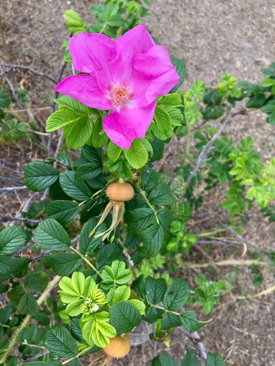 f:id:imuratrek:20190612142035j:plain f:id:imuratrek:20190612142035j:plain