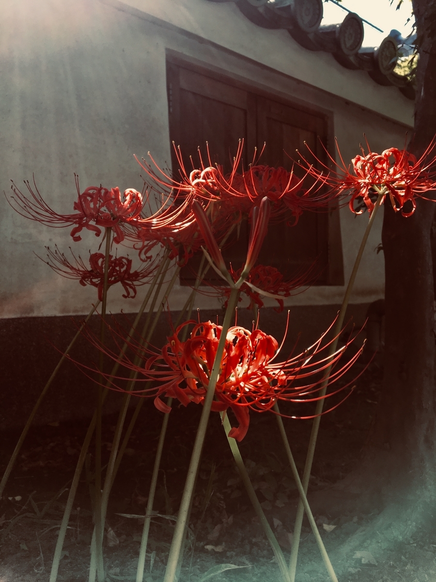 f:id:imuratrek:20190926115004j:plain