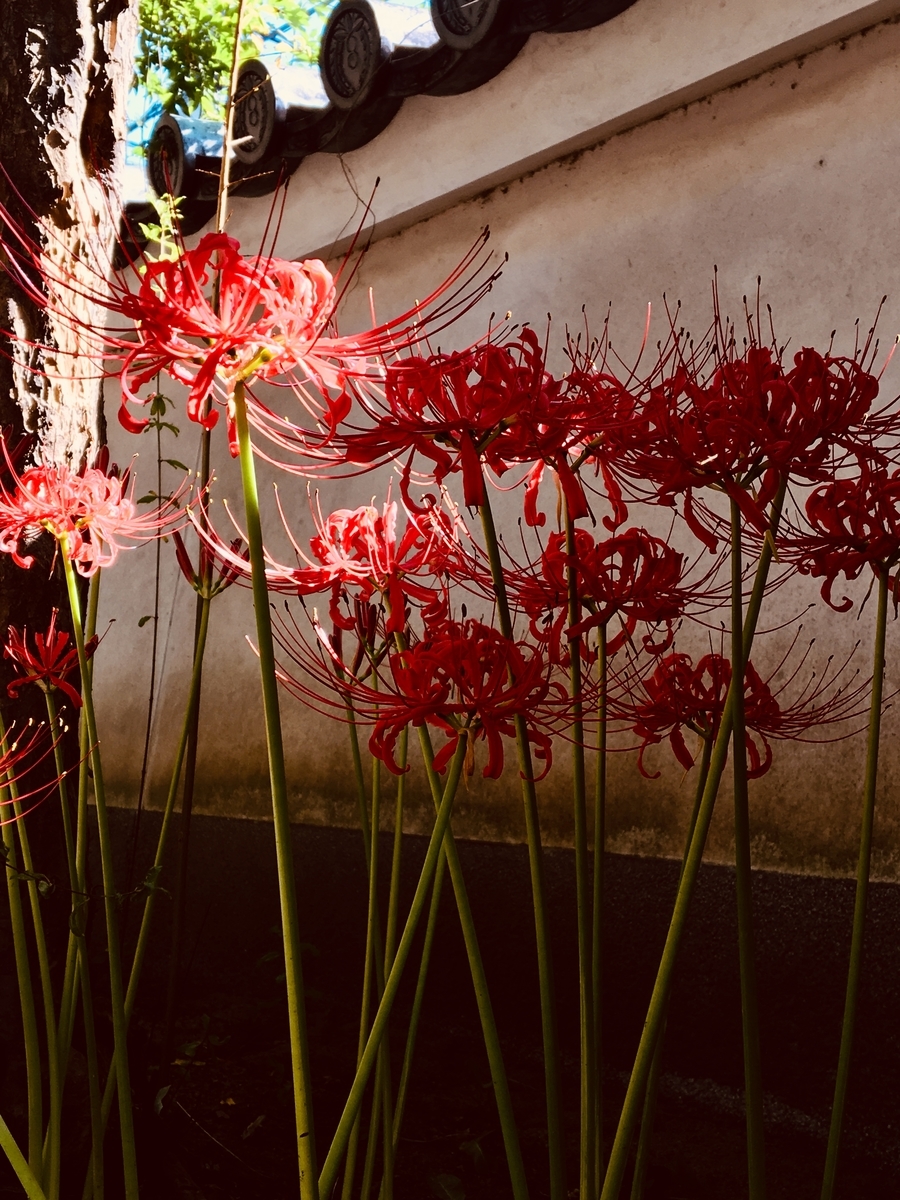 f:id:imuratrek:20190926115025j:plain