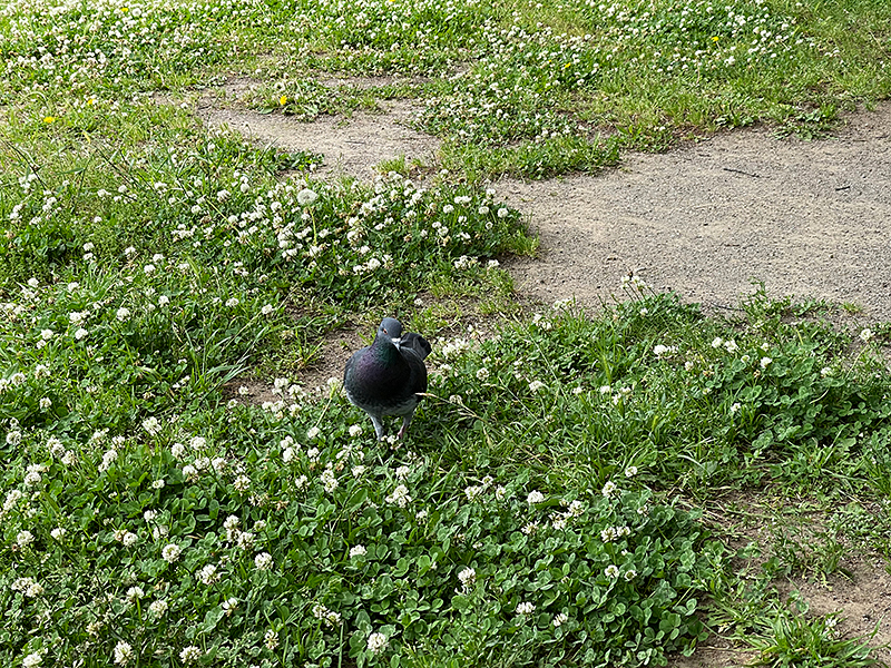 f:id:imyrepo:20210512111519j:plain