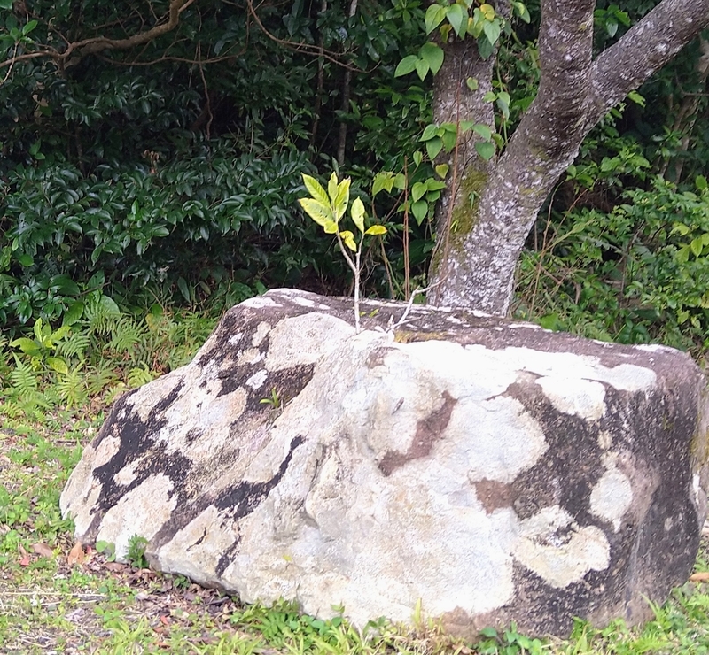 石に根を張る植物たち〜キミにはできる！ - YとYの日々