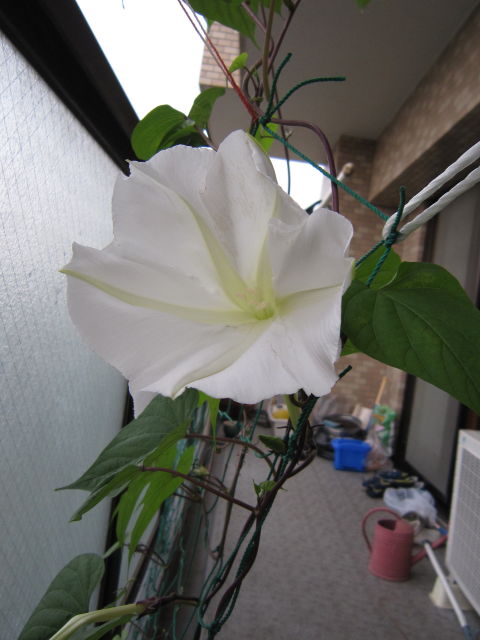 ヨルガオ（夜顔）の花が咲きました - 水耕栽培で緑のカーテンを作る