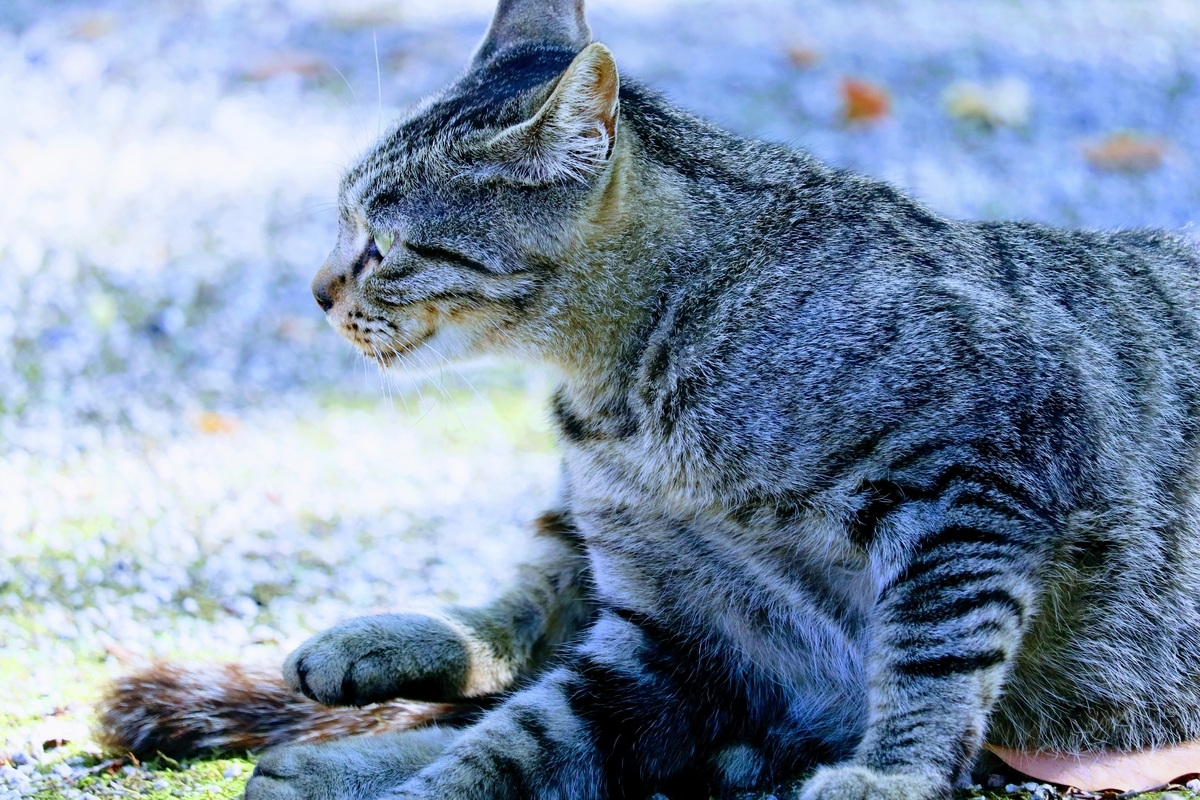 f:id:inada12412:20191007001113j:plain f:id:inada12412:20191007001113j:plain