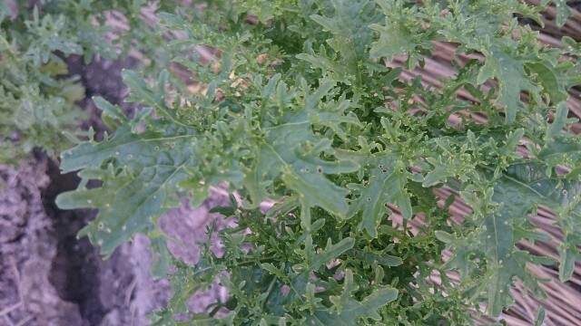 f:id:inafield_farm:20170614072229j:image f:id:inafield_farm:20170614072229j:image