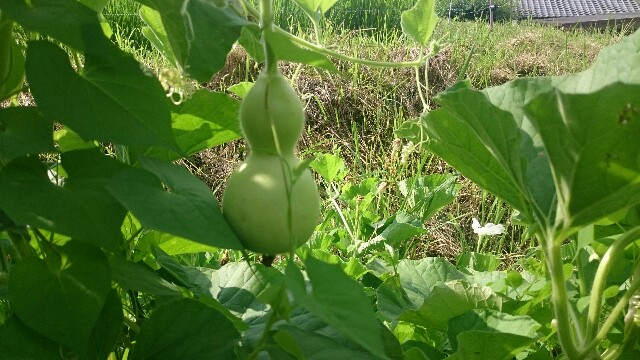 f:id:inafield_farm:20170720125819j:image f:id:inafield_farm:20170720125819j:image