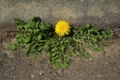 20130404134525