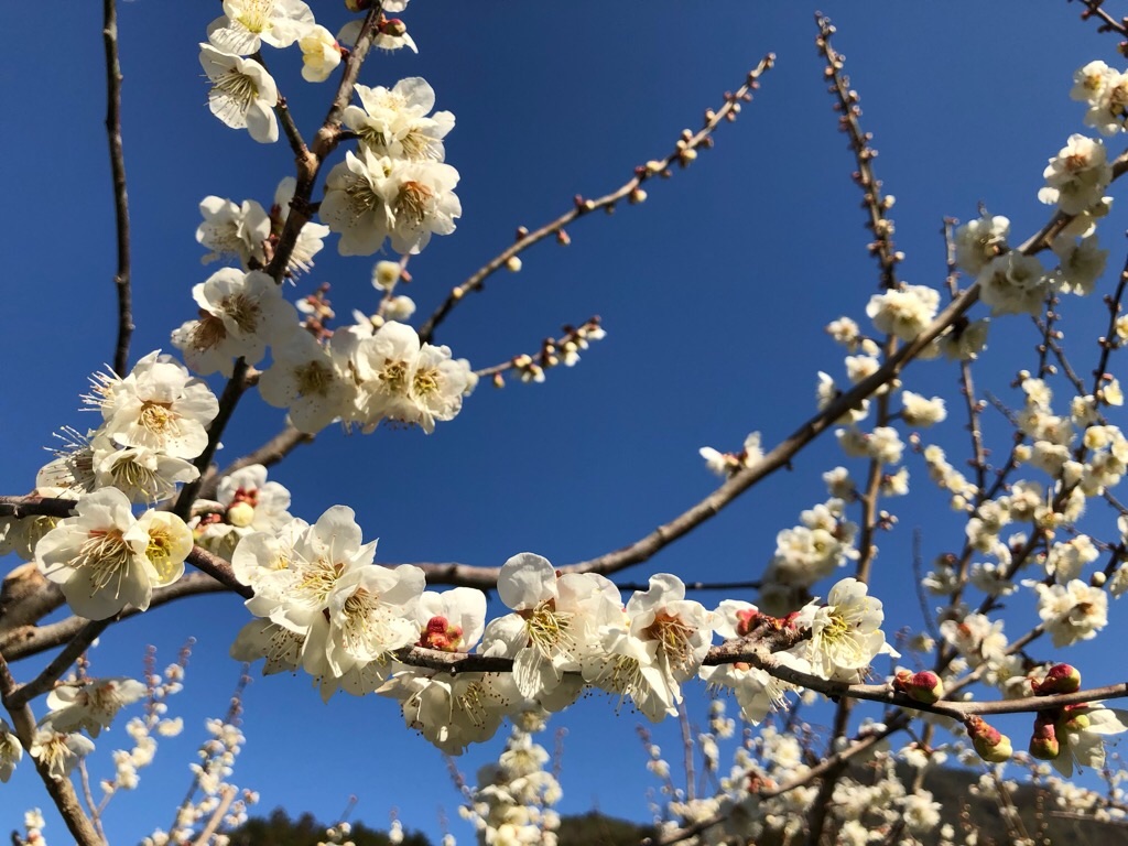 f:id:inagon175:20190308194812j:image f:id:inagon175:20190308194812j:image