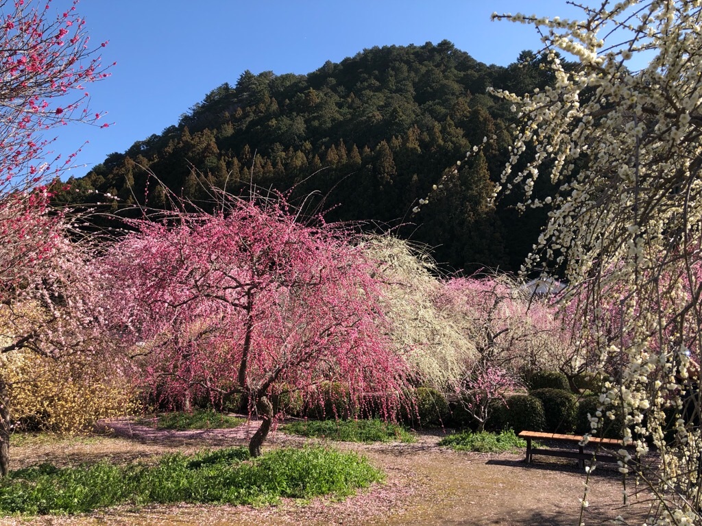 f:id:inagon175:20190308195638j:image f:id:inagon175:20190308195638j:image