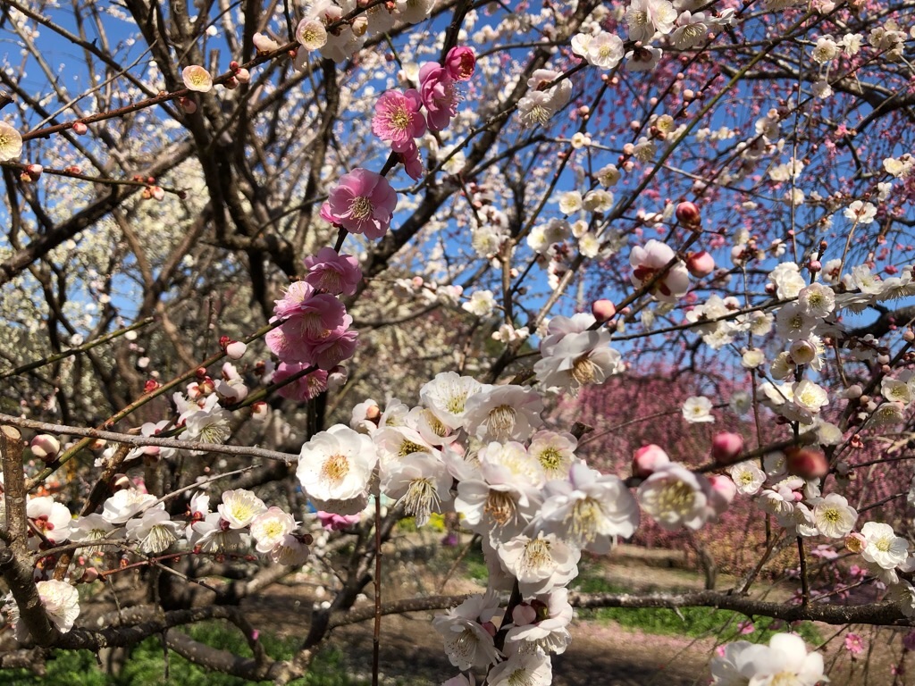 f:id:inagon175:20190308195747j:image f:id:inagon175:20190308195747j:image