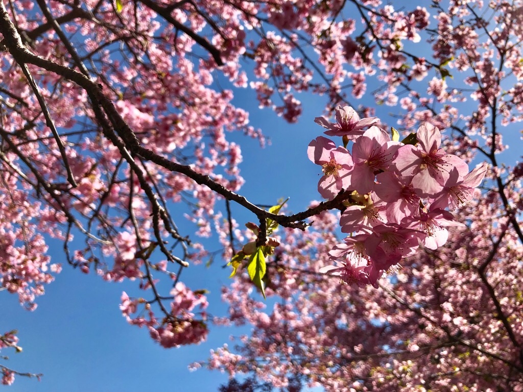 f:id:inagon175:20190308204621j:image f:id:inagon175:20190308204621j:image