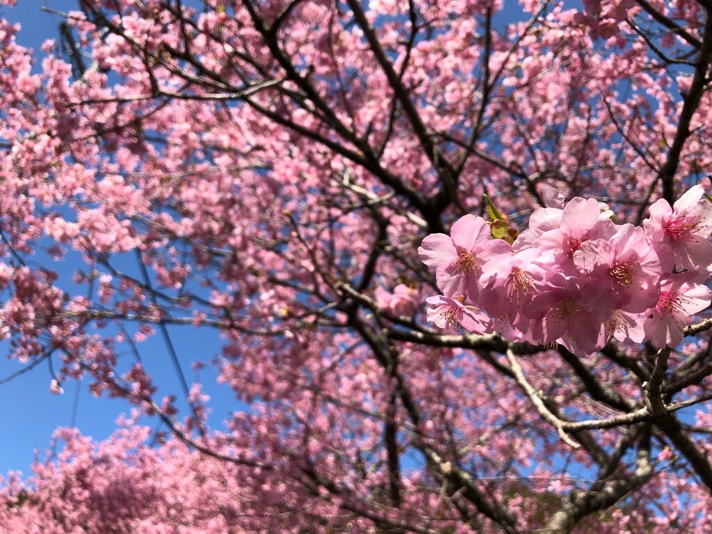 f:id:inagon175:20190311090157j:image f:id:inagon175:20190311090157j:image