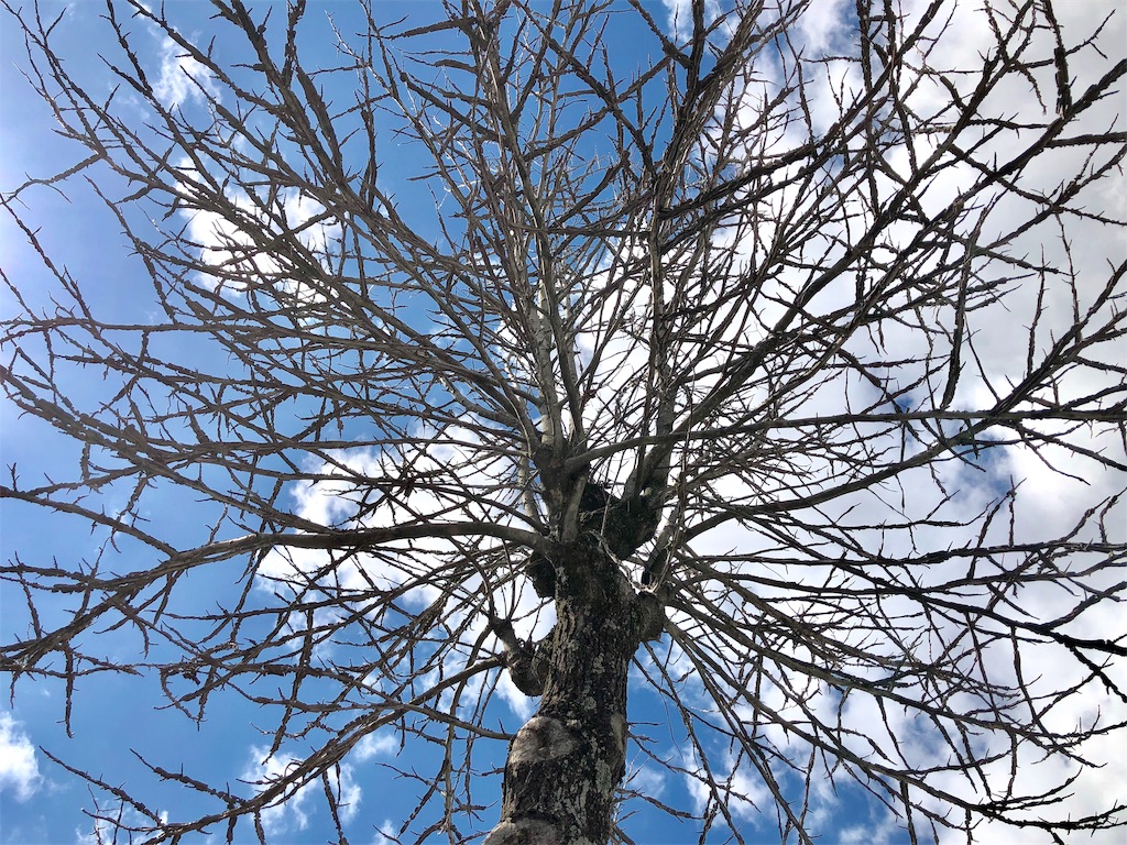 f:id:inagon175:20190313160015j:image
