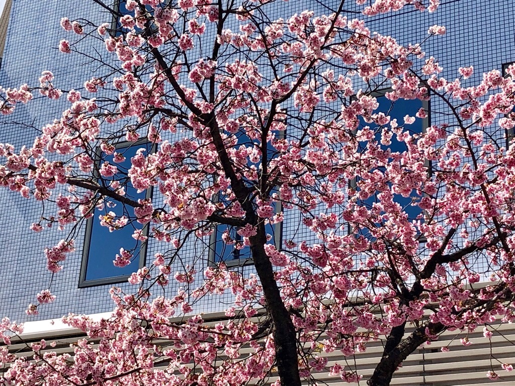 f:id:inagon175:20190319174716j:image