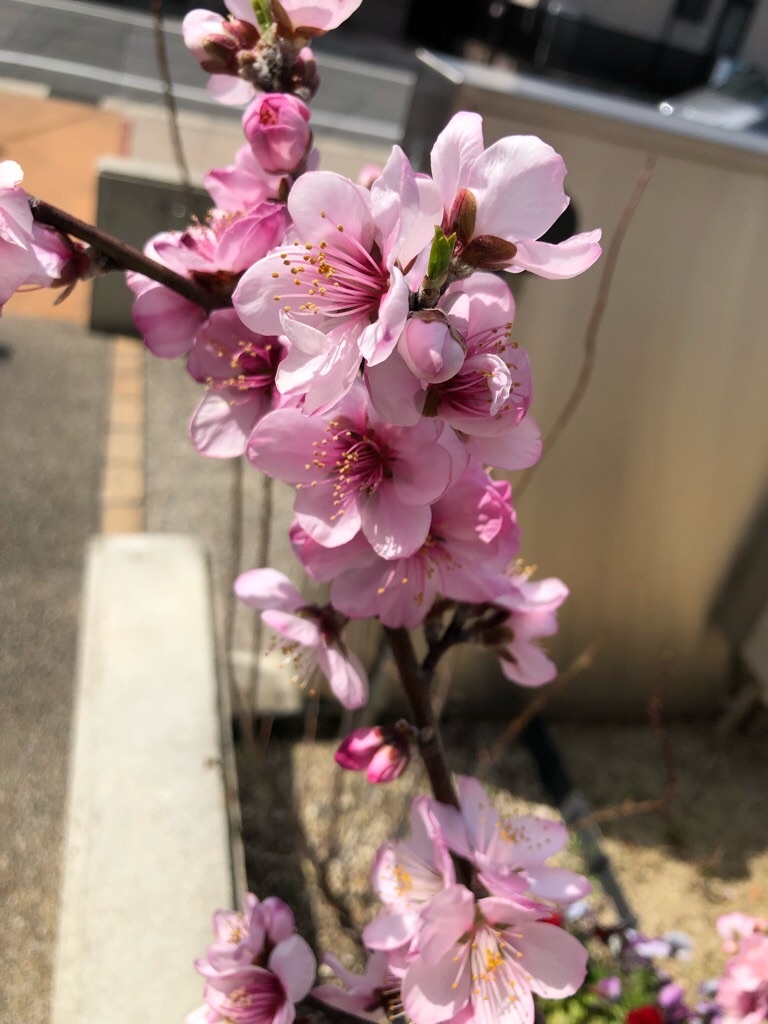f:id:inagon175:20190326204051j:image