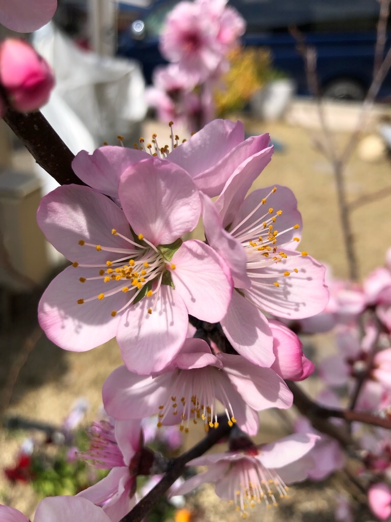 f:id:inagon175:20190326204101j:image