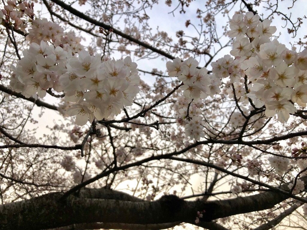 f:id:inagon175:20190328181254j:image f:id:inagon175:20190328181254j:image