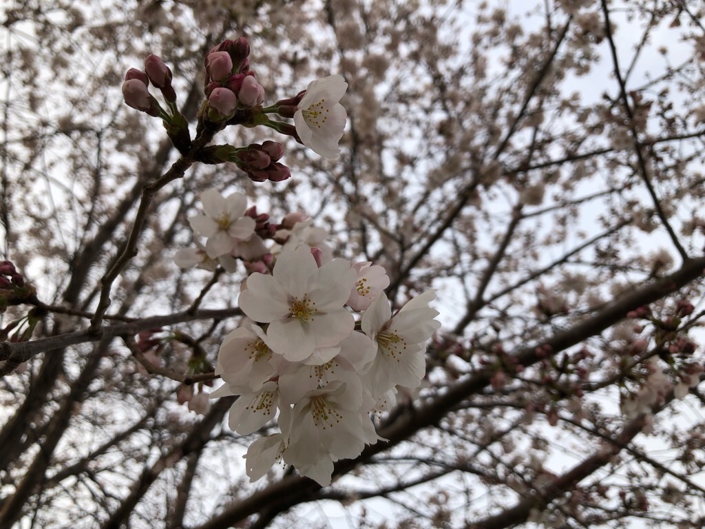 f:id:inagon175:20190328181300j:image f:id:inagon175:20190328181300j:image