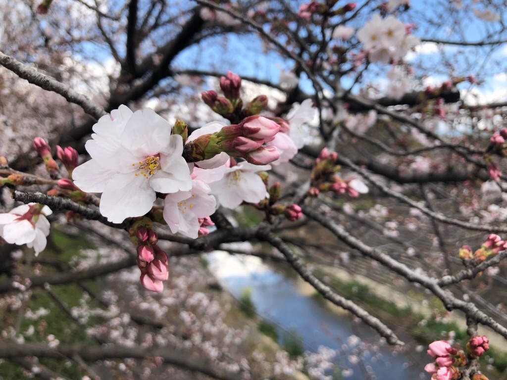 f:id:inagon175:20190331163509j:image