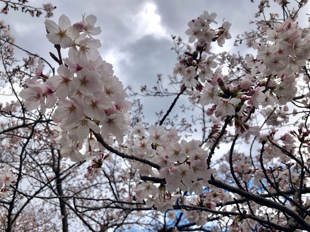 f:id:inagon175:20190331164740j:image