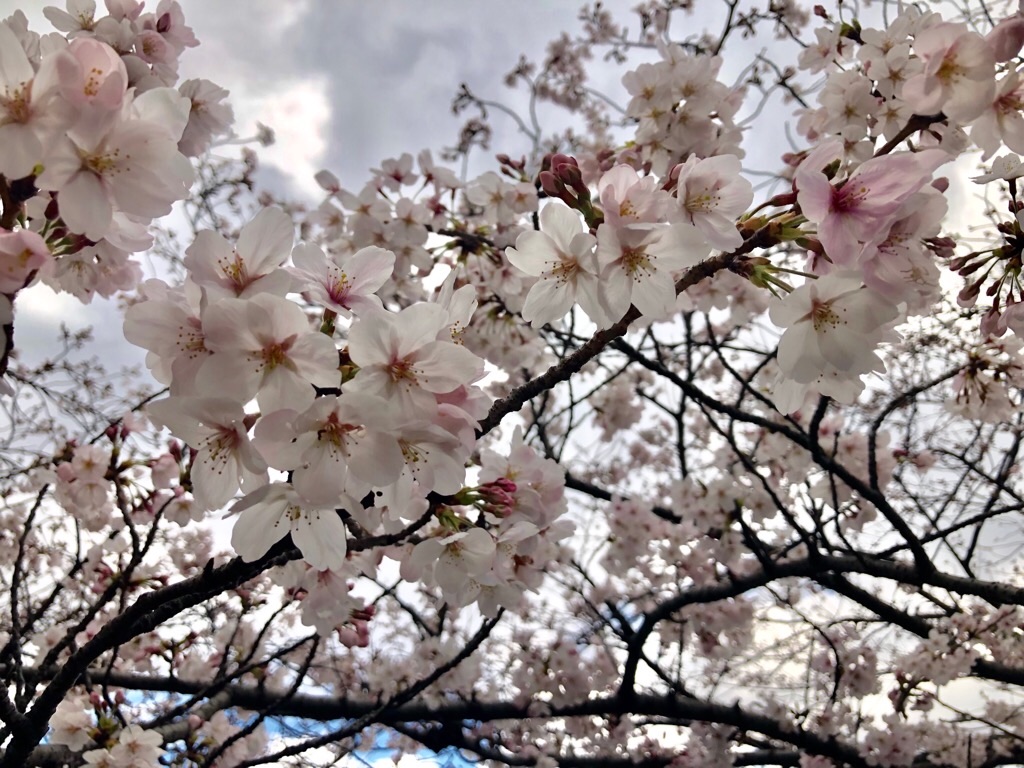 f:id:inagon175:20190331164754j:image