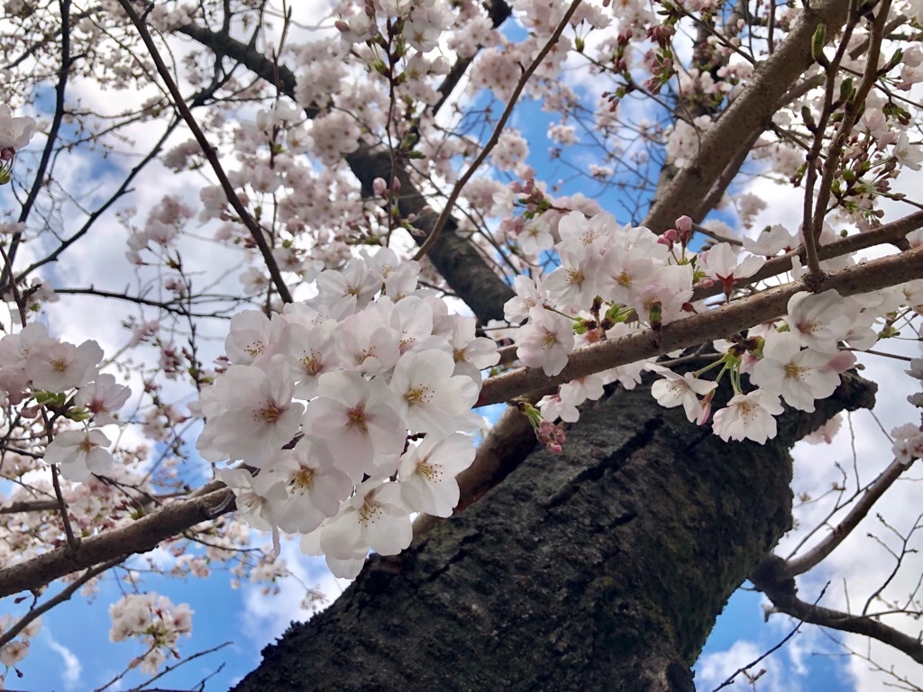 f:id:inagon175:20190331165553j:image