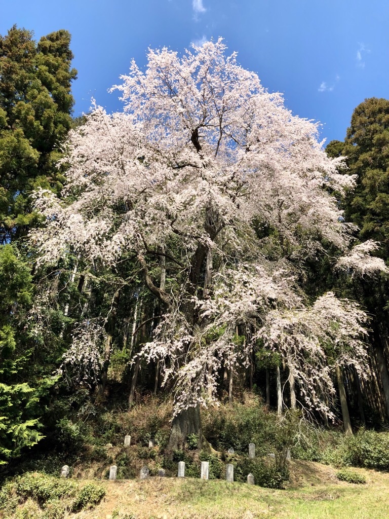 f:id:inagon175:20190413213817j:image f:id:inagon175:20190413213817j:image