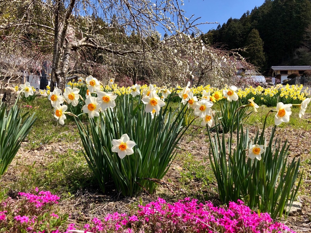 f:id:inagon175:20190414104305j:image f:id:inagon175:20190414104305j:image
