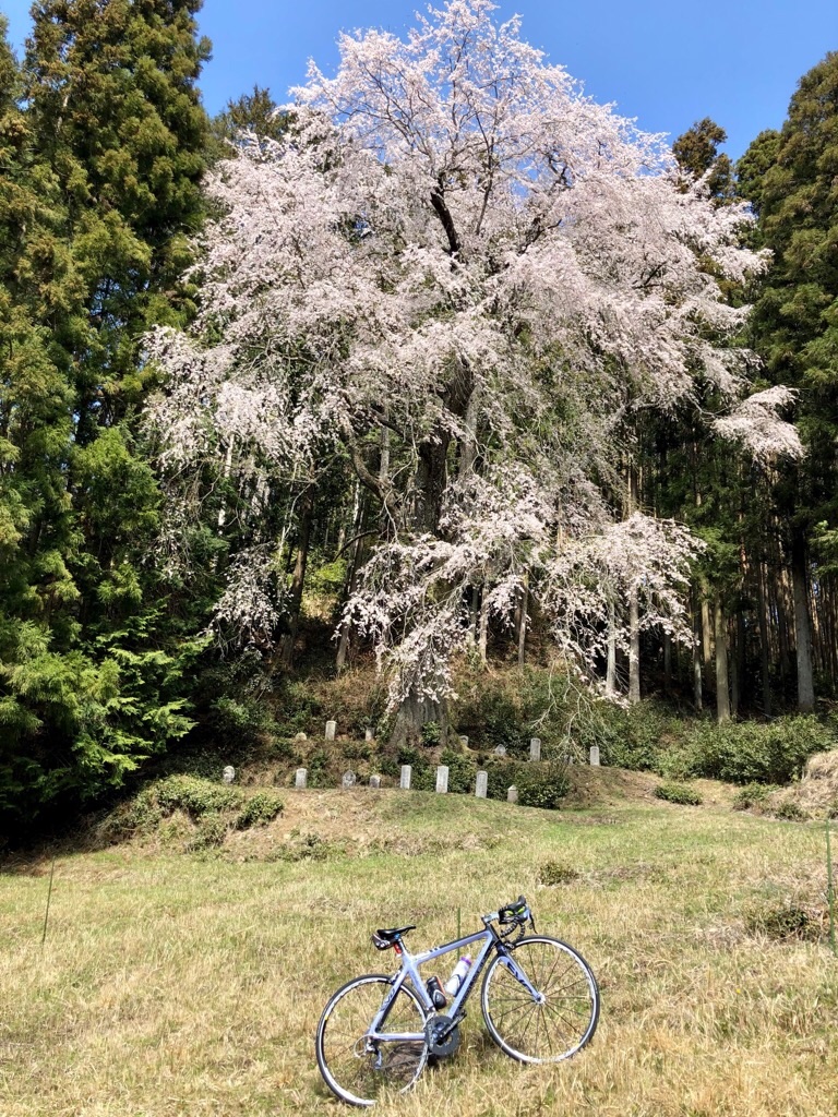 f:id:inagon175:20190414104908j:image f:id:inagon175:20190414104908j:image