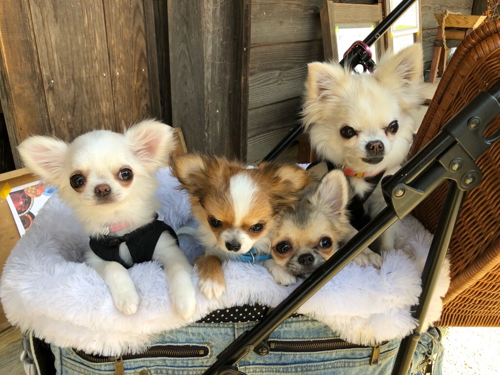 f:id:inagon175:20190414112141j:image f:id:inagon175:20190414112141j:image