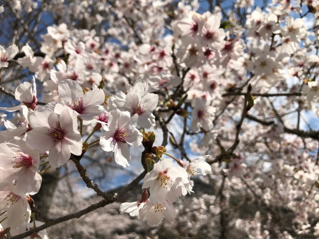 f:id:inagon175:20190414112447j:image f:id:inagon175:20190414112447j:image