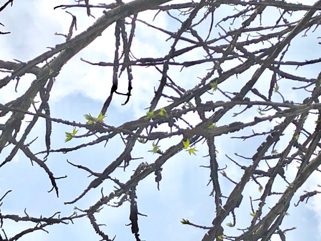f:id:inagon175:20190419150316j:image