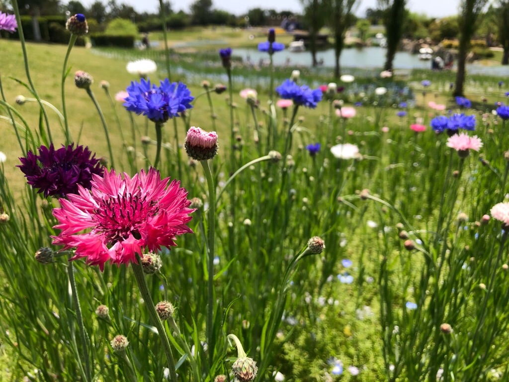 f:id:inagon175:20190503005530j:image