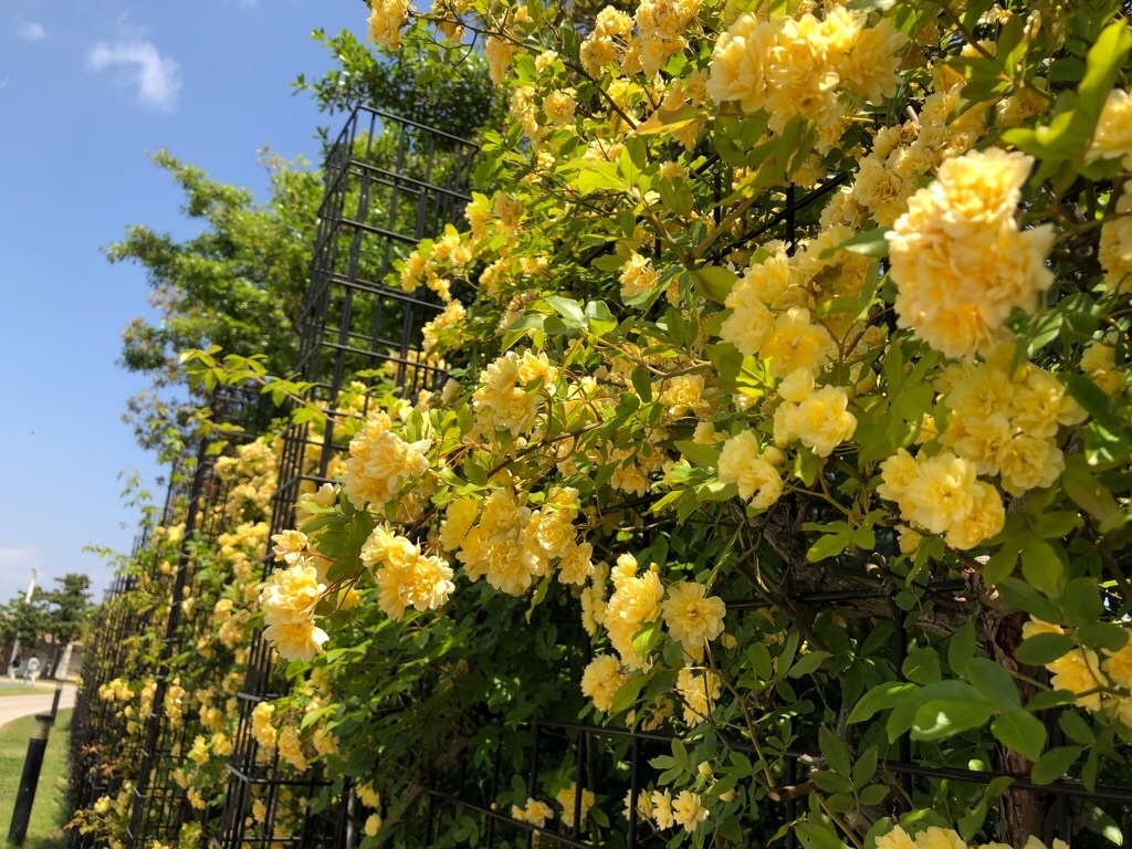 f:id:inagon175:20190503010820j:image