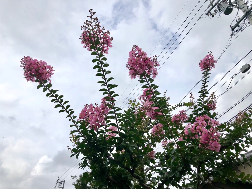 f:id:inagon175:20190718160237j:image f:id:inagon175:20190718160237j:image
