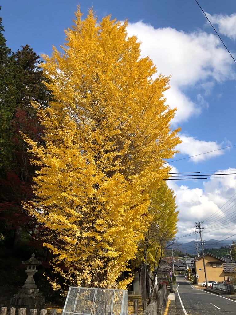 f:id:inagon175:20191113170244j:image