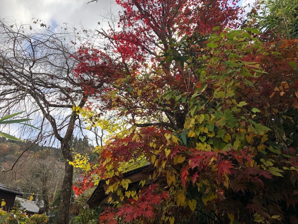 f:id:inagon175:20191113171359j:image