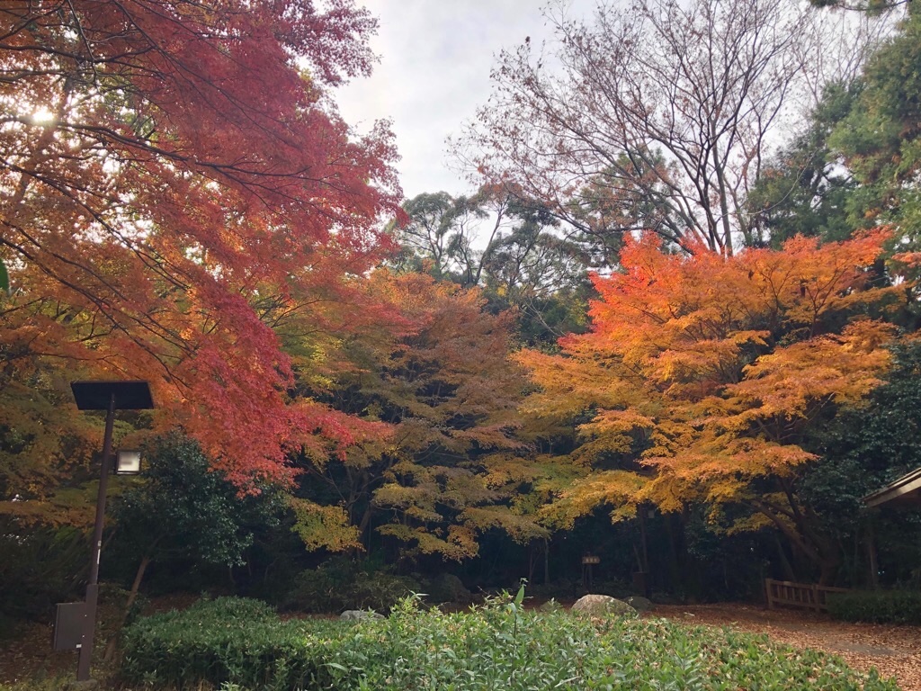f:id:inagon175:20191211225404j:image