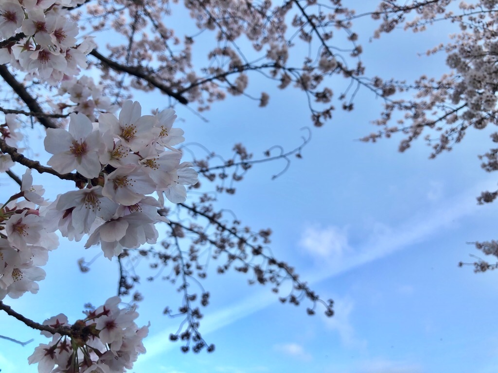 f:id:inagon175:20200331203335j:image