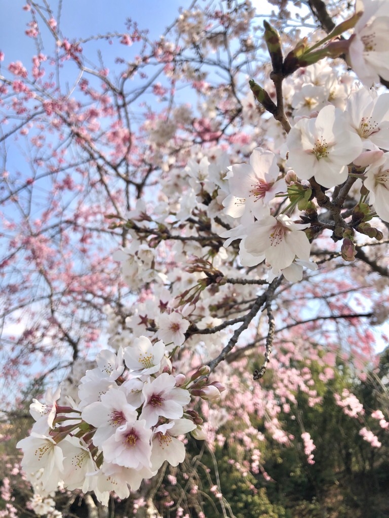 f:id:inagon175:20200404145413j:image